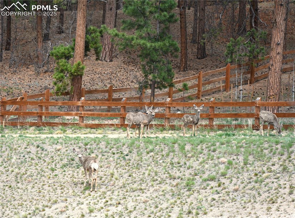 Image 44 of 48: Deer on trail across the street April 29 2025