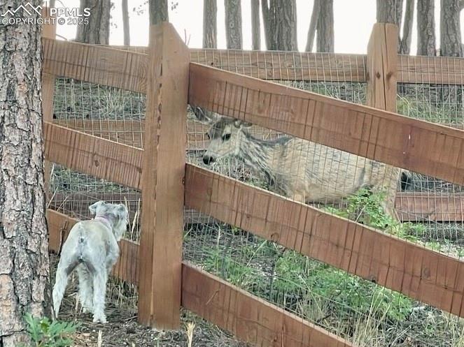 Image 48 of 48: deer saying hello at back yard