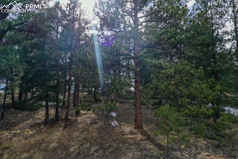 Image 16 of 34: View of local wilderness