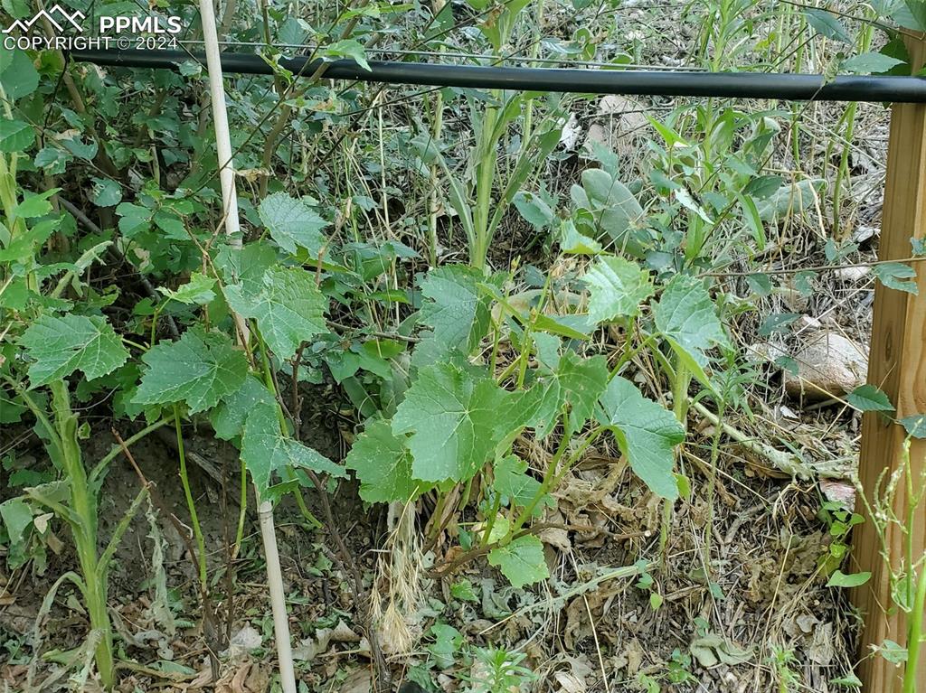 Image 9 of 20: Well, Grapes for a future Wine seller!