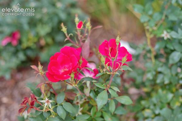 Image 35 of 35: Beautiful perennials and landscaping through the complex!