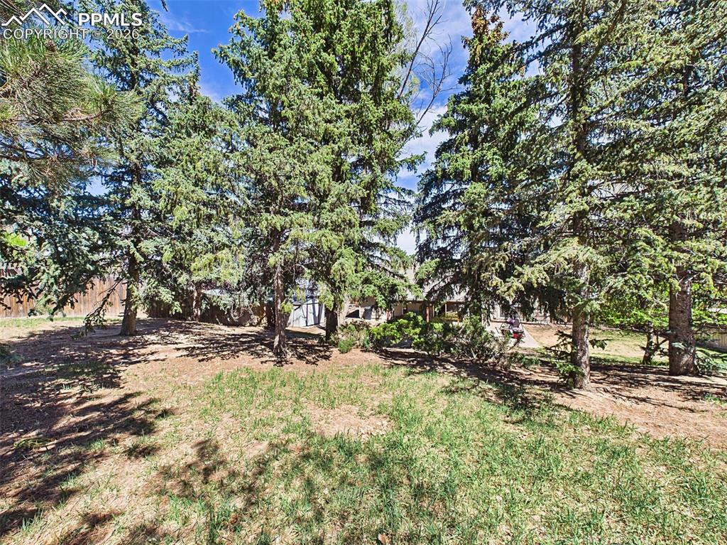Image 46 of 50: Elevated yard area with natural landscaping and tall trees, creating a peac