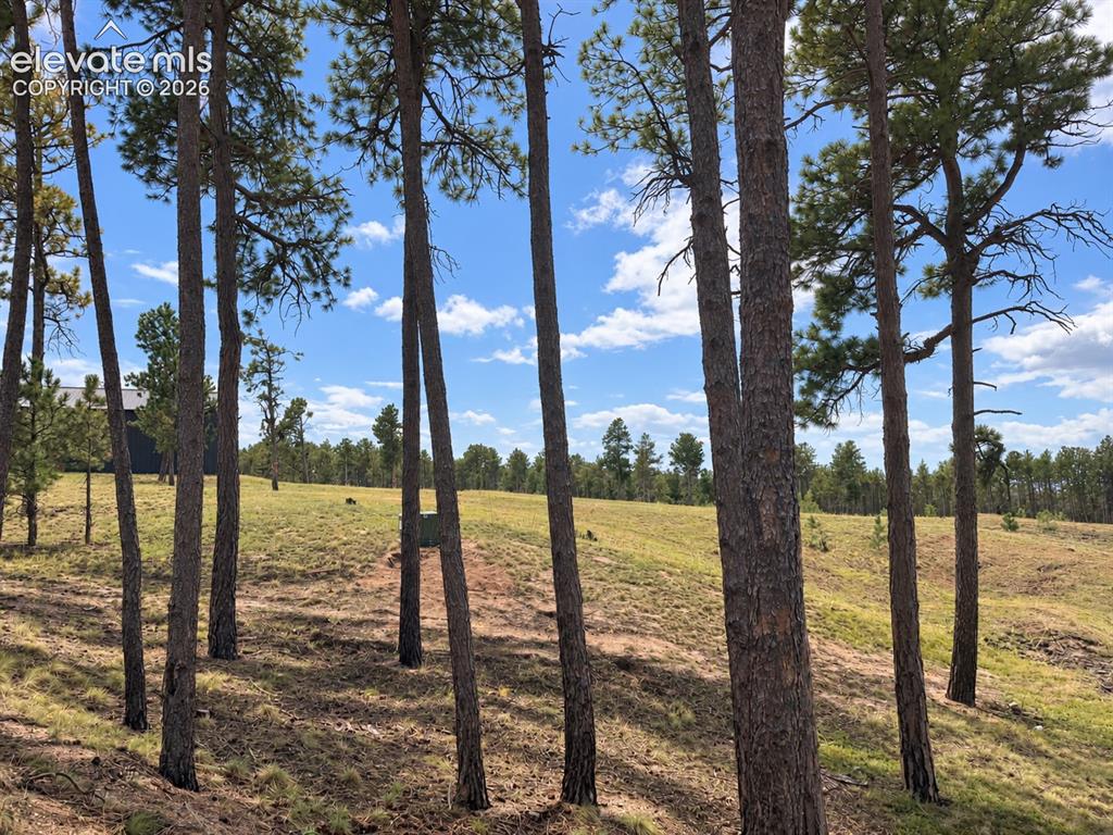 Image 7 of 24: Gorgeous treed lot