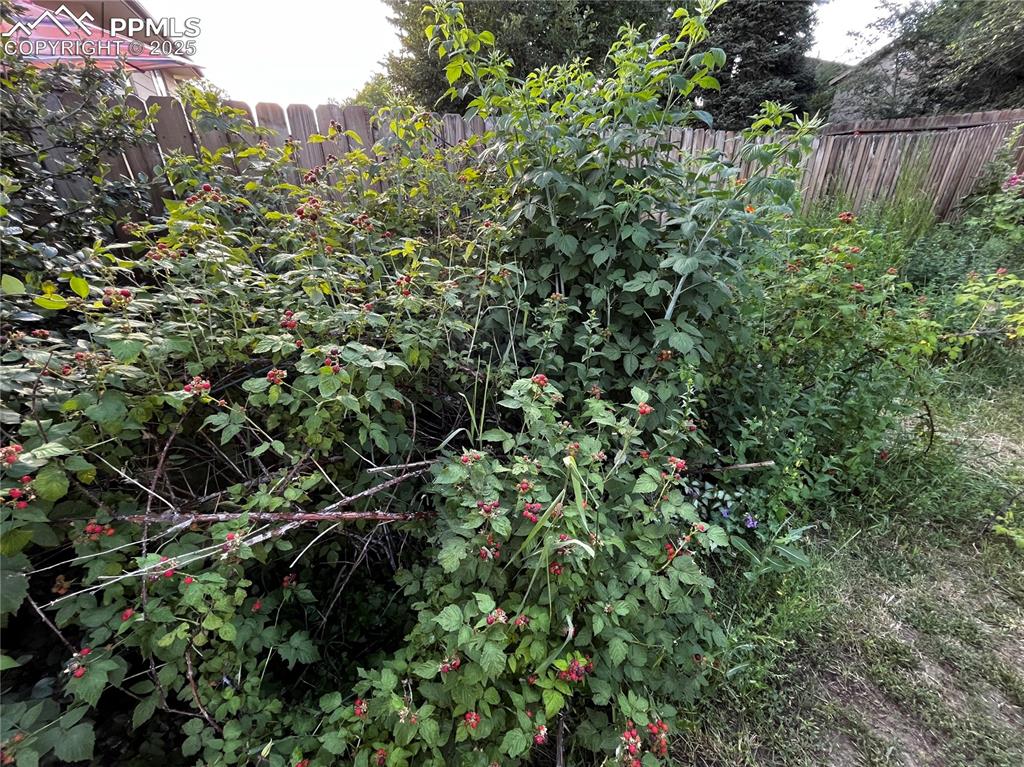 Image 28 of 31: Black Raspberry Bushes