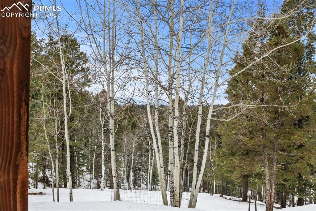 Image 49 of 50: View of snow covered land featuring a forest view