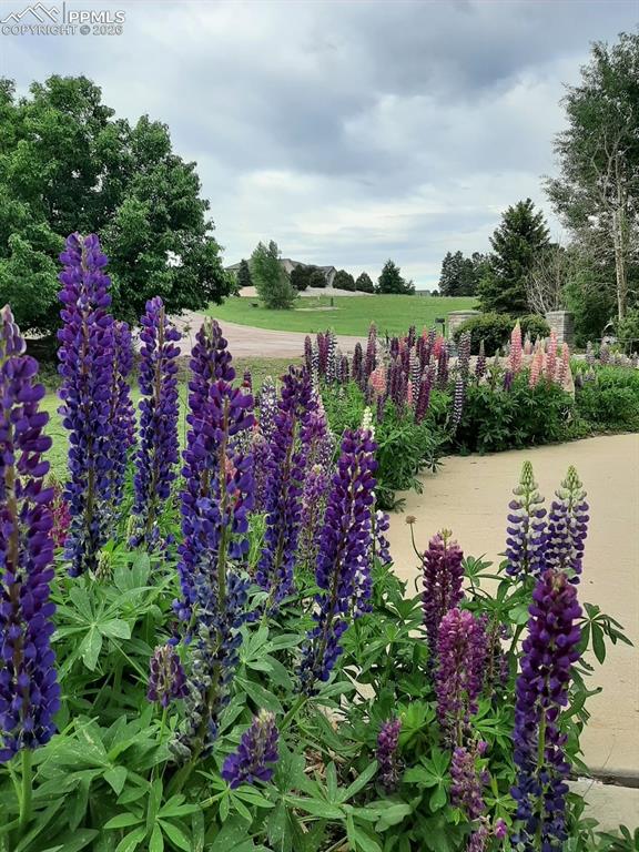 Image 41 of 50: Yard