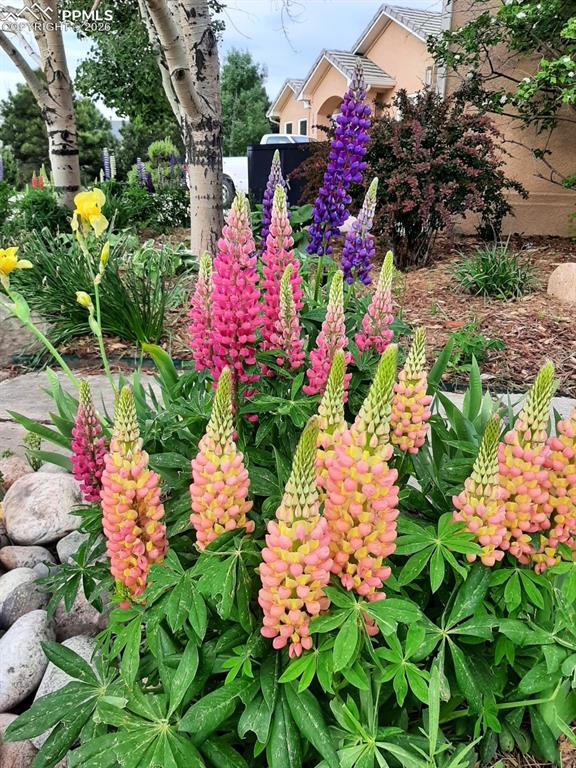 Image 42 of 50: Yard