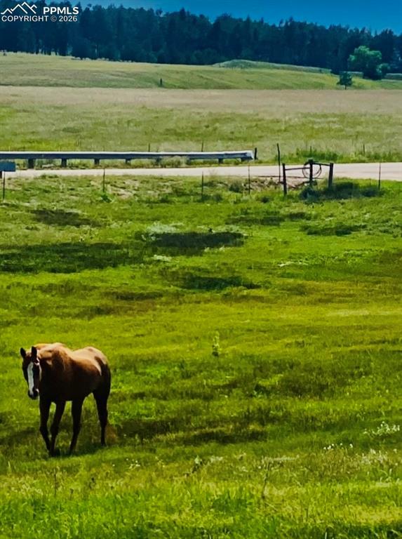 Image 49 of 50: pasture in spring/summer