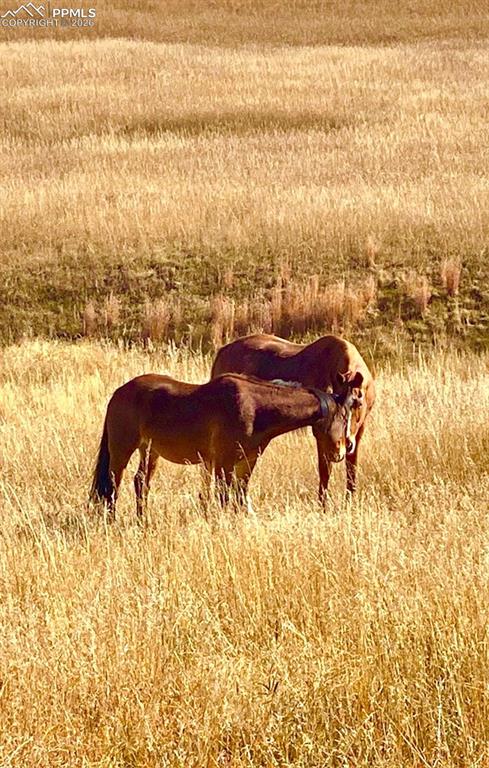 Image 50 of 50: pasture in fall