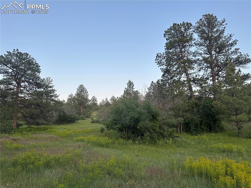 Image 15 of 21: View of woods