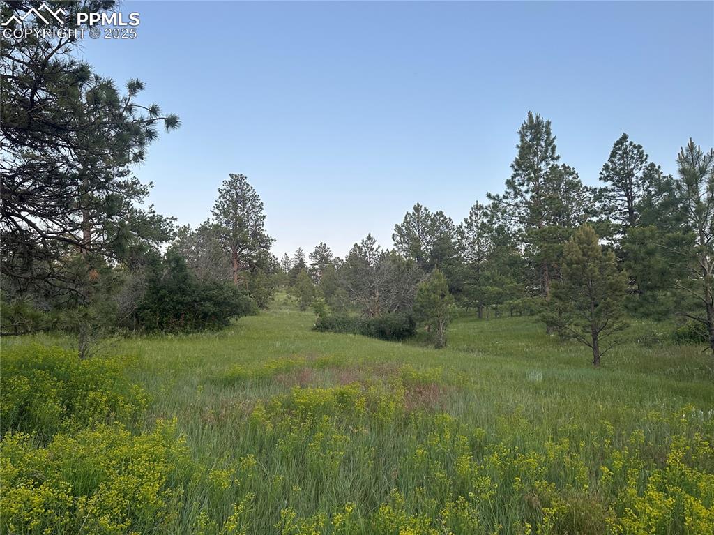 Image 19 of 21: View of woods