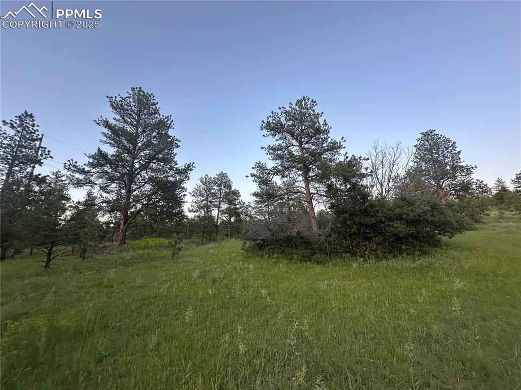 Image 20 of 21: View of local wilderness