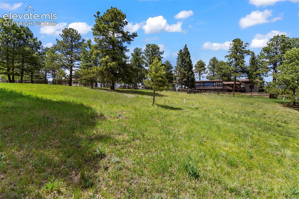 Image 8 of 36: Expansive grassy terrain with scattered mature pine trees