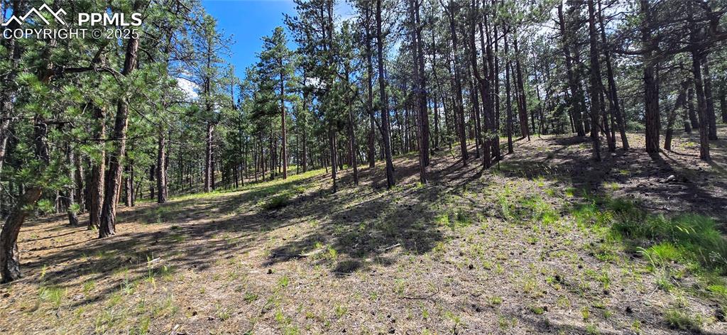 Image 40 of 48: View of wooded area