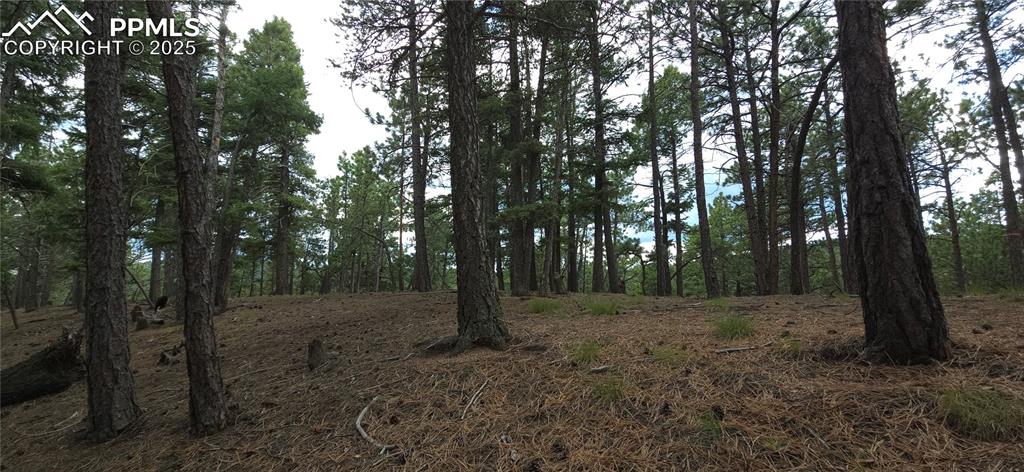 Image 10 of 15: View of area filled with  poderosa pines, Douglas fir, and aspen trees