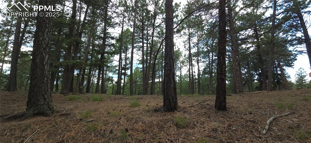 Image 11 of 15: View of area filled with  poderosa pines, Douglas fir, and aspen trees