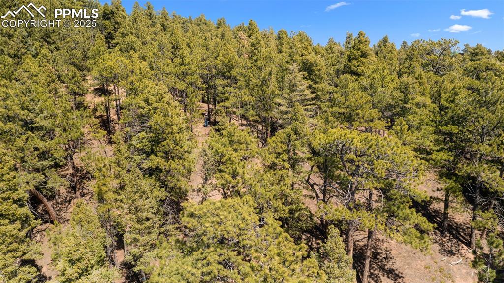 Image 16 of 17: Bird