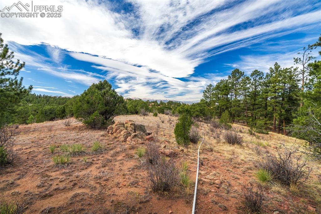 Image 21 of 25: View of local wilderness