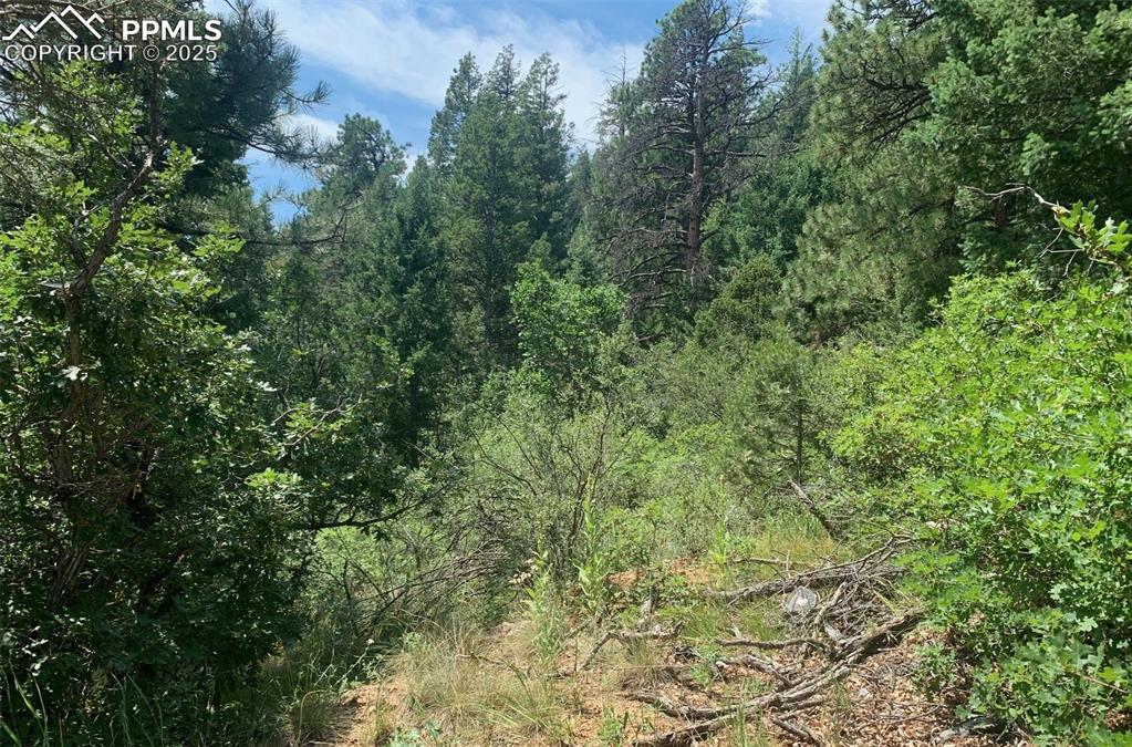 Image 10 of 16: Many game trails provide wildlife watching opportunities