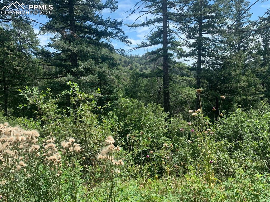 Image 14 of 16: View looking toward the National Forest