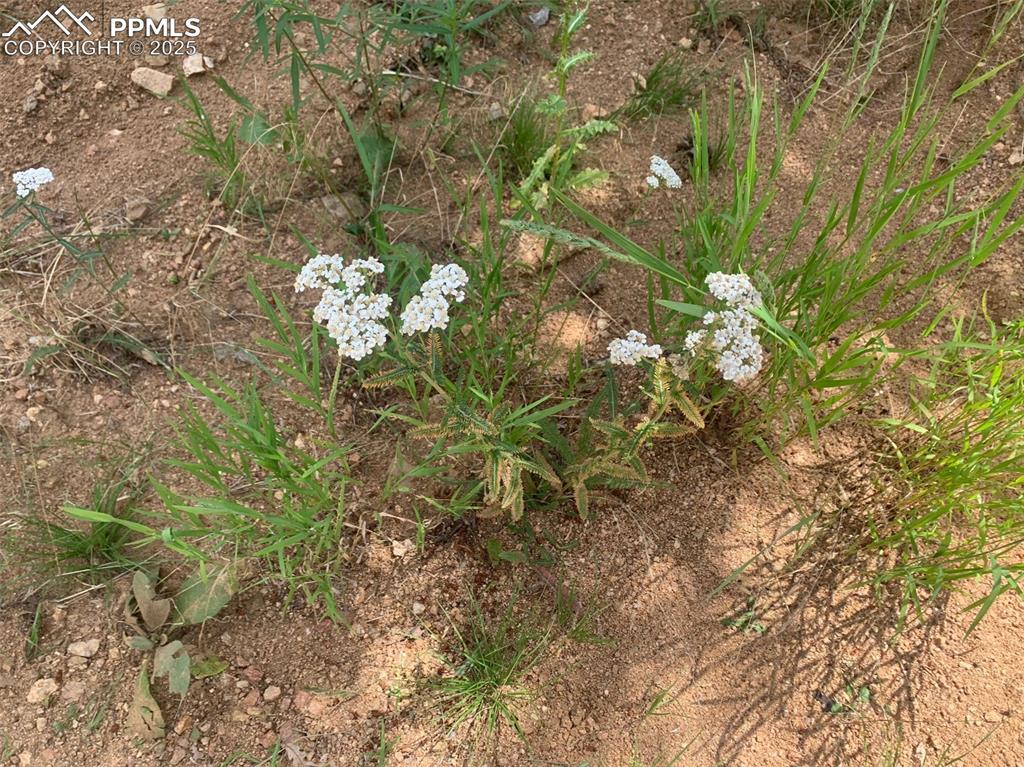 Image 15 of 16: Splashes of color with local vegetation