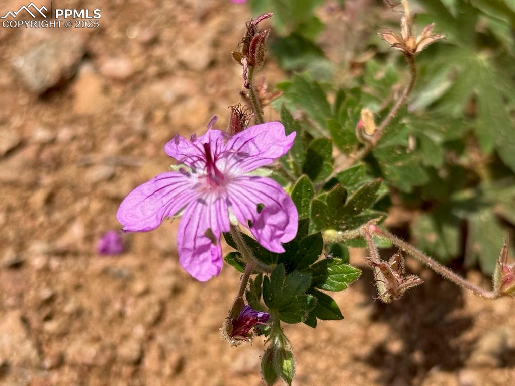 Image 16 of 16: Wonderful wildflowers