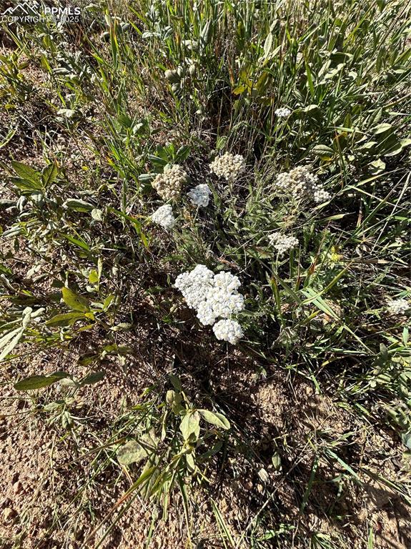 Image 4 of 5: View of local wilderness