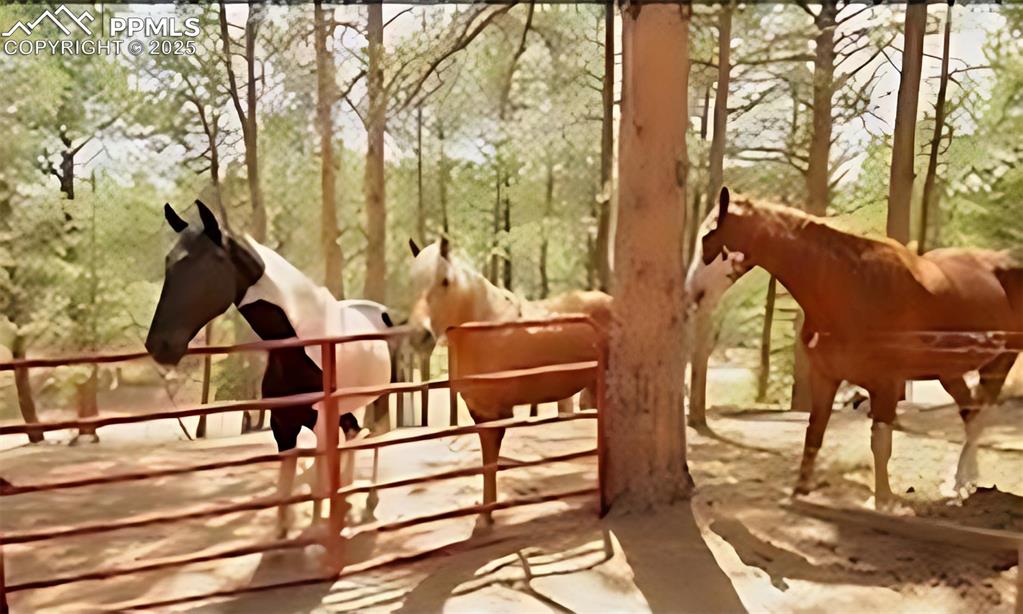 Image 31 of 49: Horses