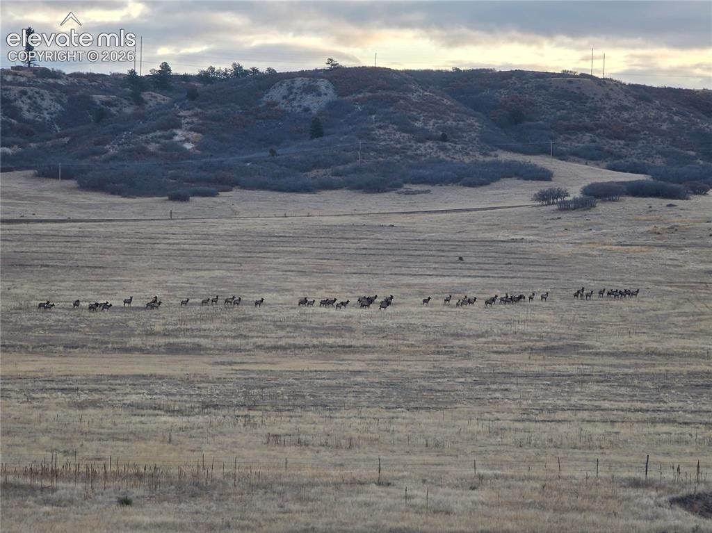 Image 6 of 49: Elk herd viewed from the new upper covered deck. 