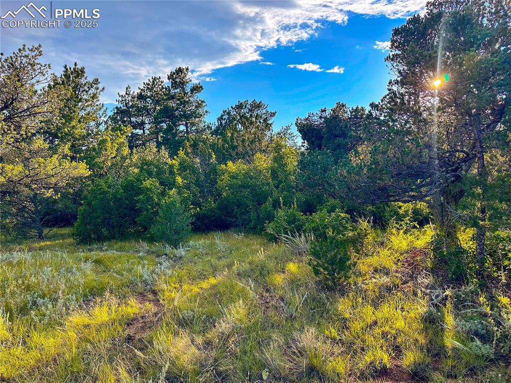 Image 2 of 17: Serene meadow with mature trees