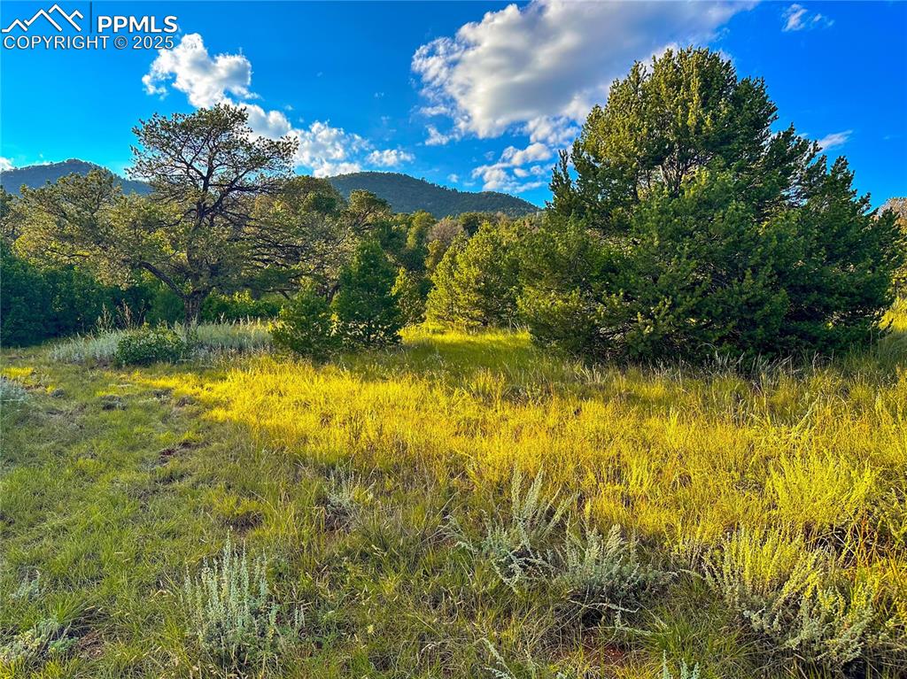 Image 4 of 17: Mountain view featuring wooded area