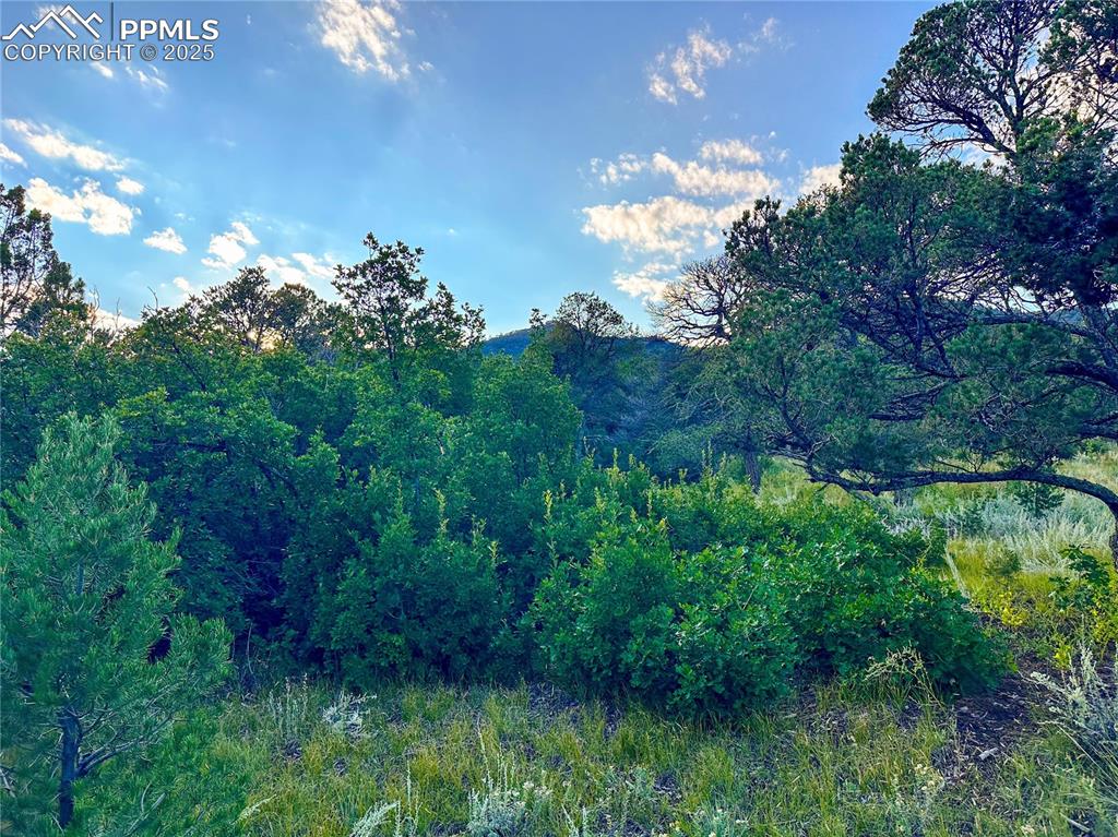 Image 6 of 17: Peaceful view, mature trees and shrubs