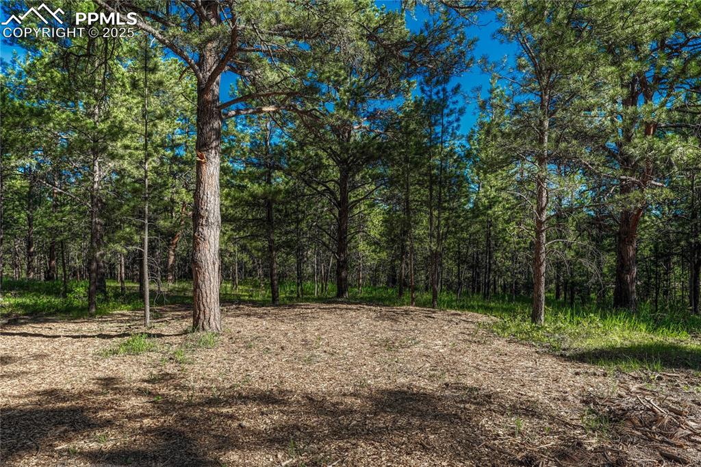 Image 11 of 18: Nestled among towering trees.