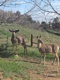 Image 43 of 48: Nibblers. 