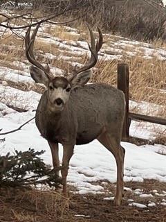 Image 44 of 48: Nibblers. 