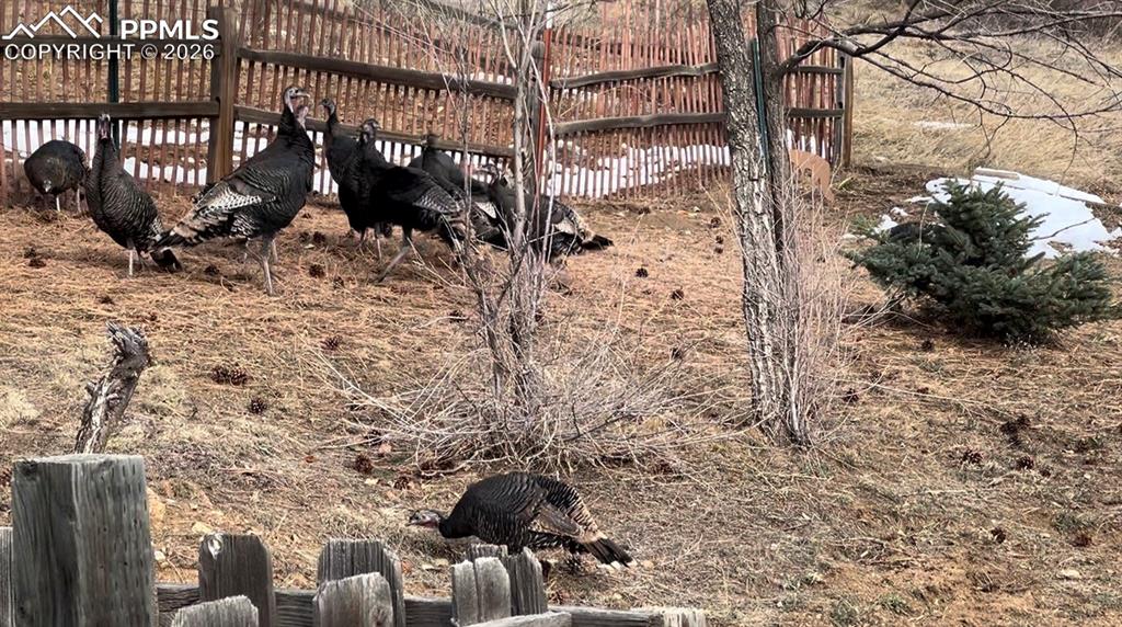 Image 45 of 48: More nibbling neighbors.
