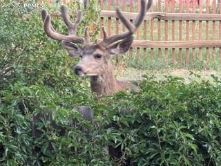 Image 48 of 48: Yard