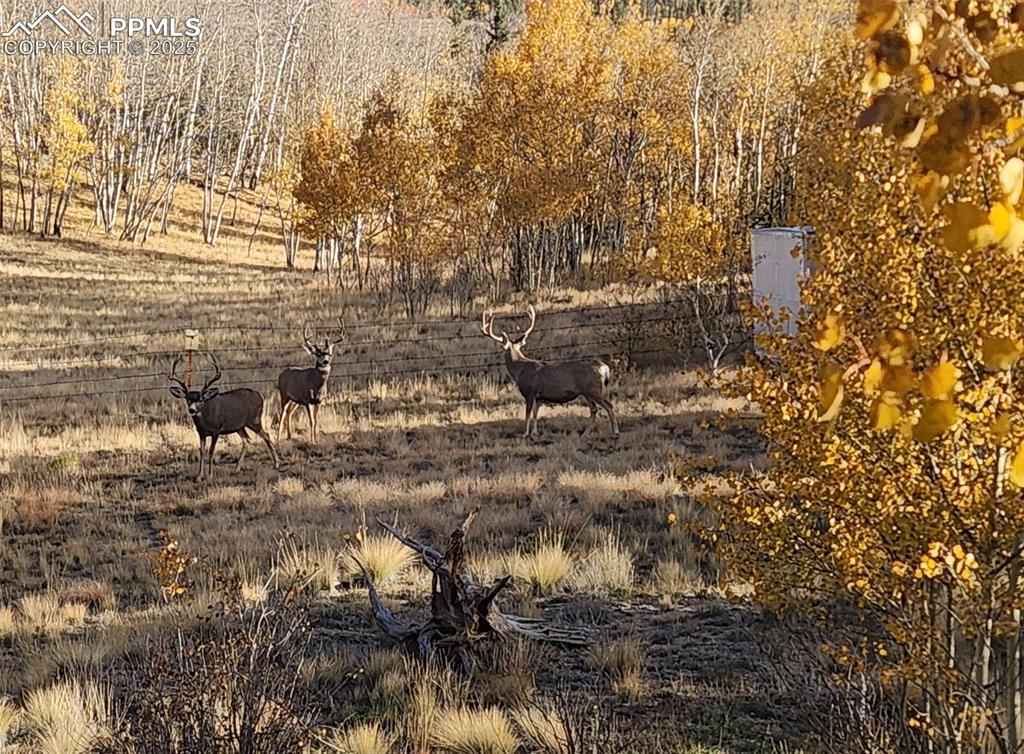 Image 3 of 50: Other