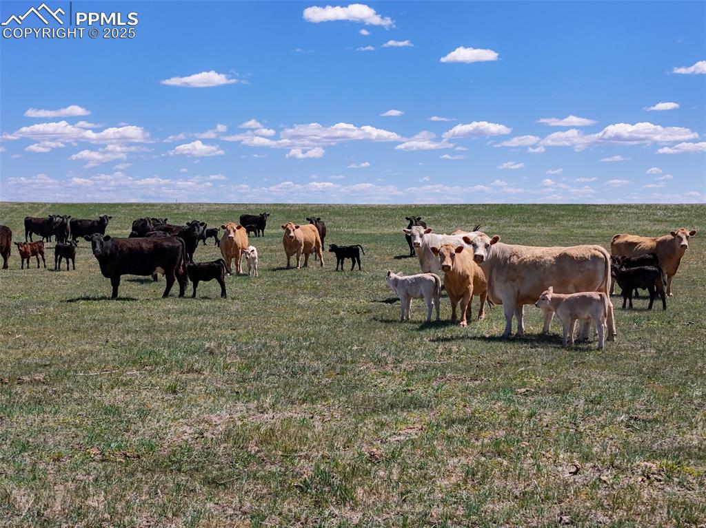 Caption: Lush grazing with a view of the Peak!