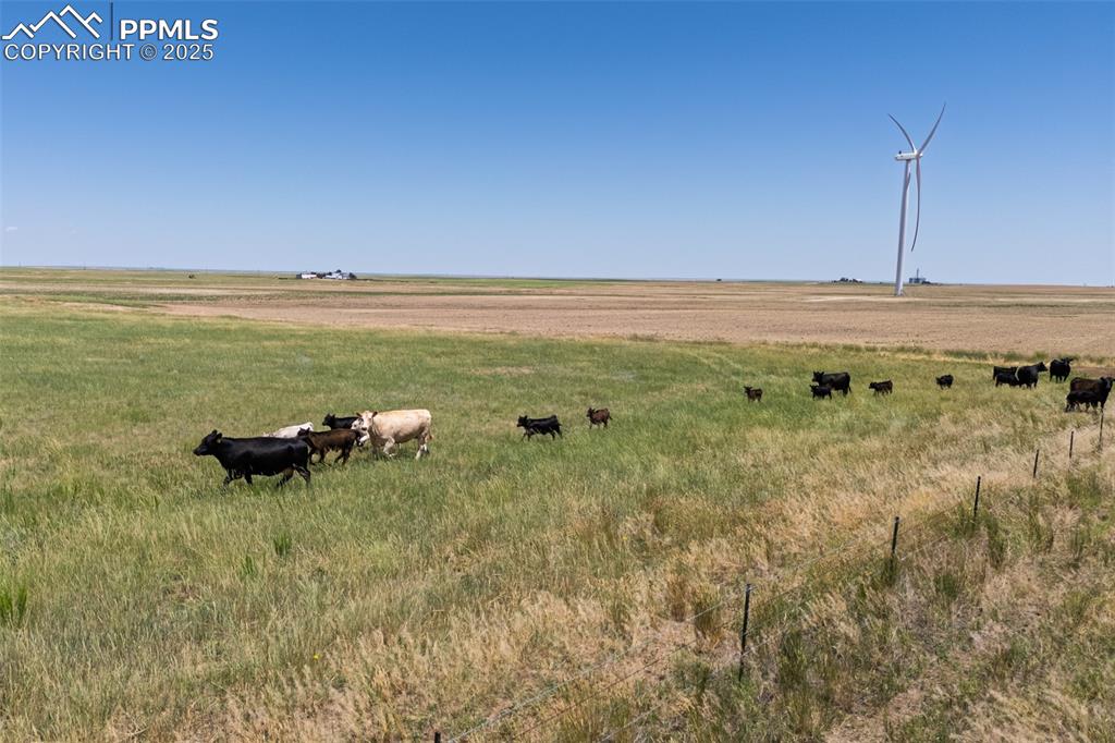 Image 10 of 20: Cattle on summer grass.