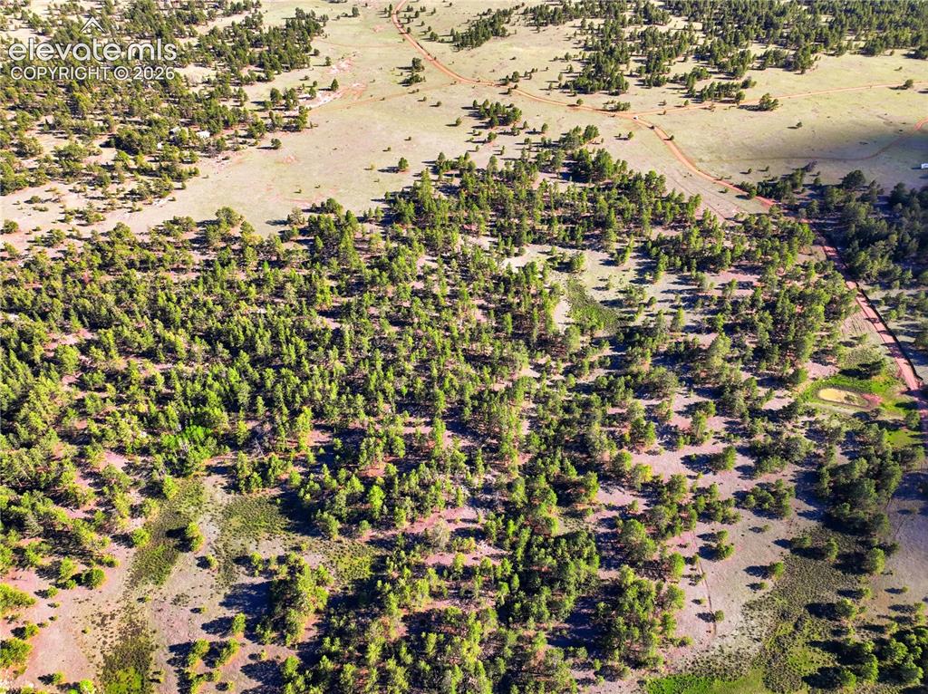 Image 15 of 19: Expansive natural landscape with scattered evergreen trees and open ground