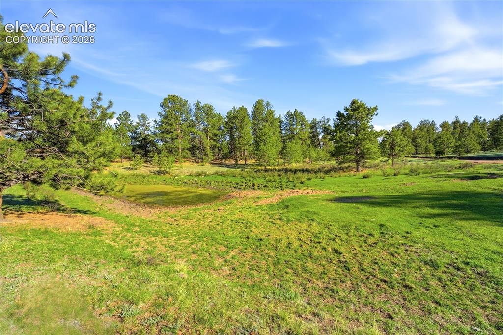 Image 4 of 19: Expansive green land featuring a natural pond and mature evergreen trees