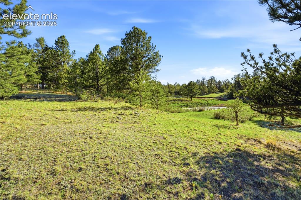 Image 8 of 19: Expansive green space featuring scattered mature pine trees, a natural pond