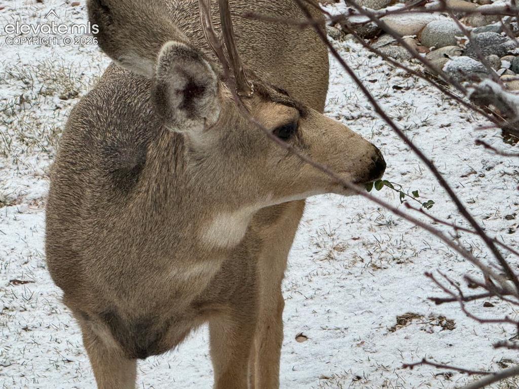 Image 39 of 40: Backyard wildlife vistors