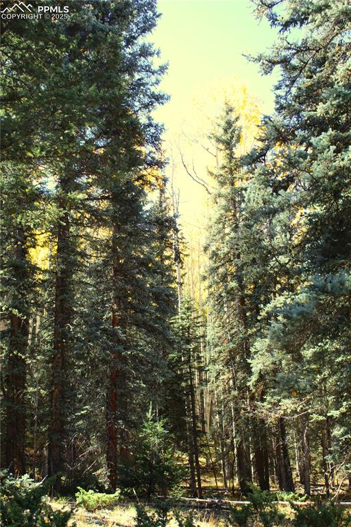 Image 9 of 15: View of wooded area