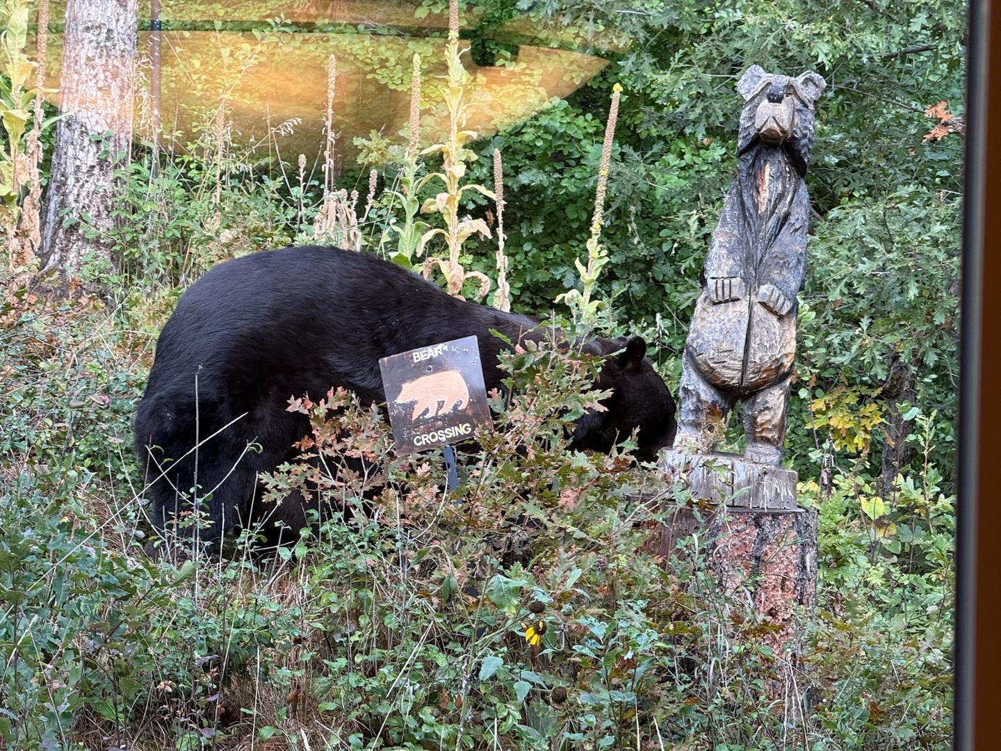 Image 9 of 50: No Description Available